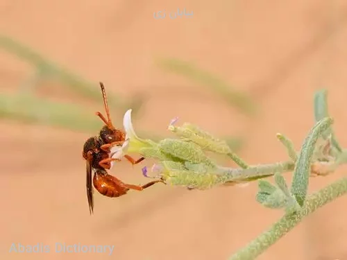 بیابان زی